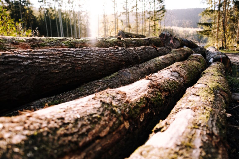 arbres_couches_1024.jpg